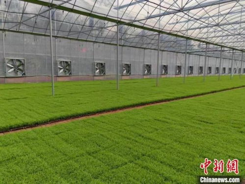 湖南祁陽 早稻播種面積38萬畝，機(jī)械插播助力農(nóng)民增收