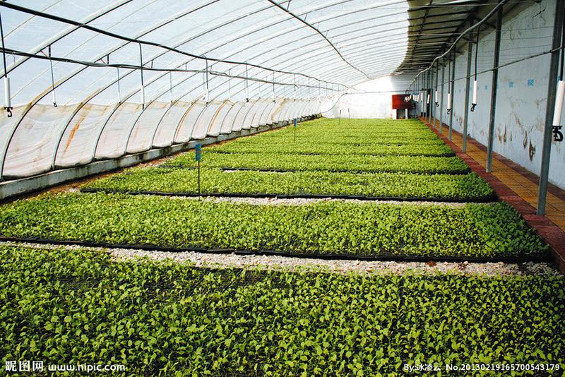 壽光鴻盛溫室 冬暖式蔬菜大棚 套菜 農(nóng)業(yè)機(jī)械 拱棚建造